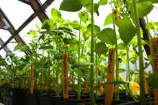 Greenhouse seedlings