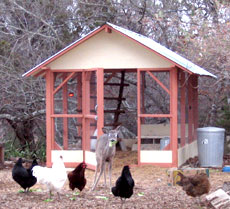 Chicken Coop