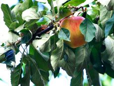 Turtle Island Orchard